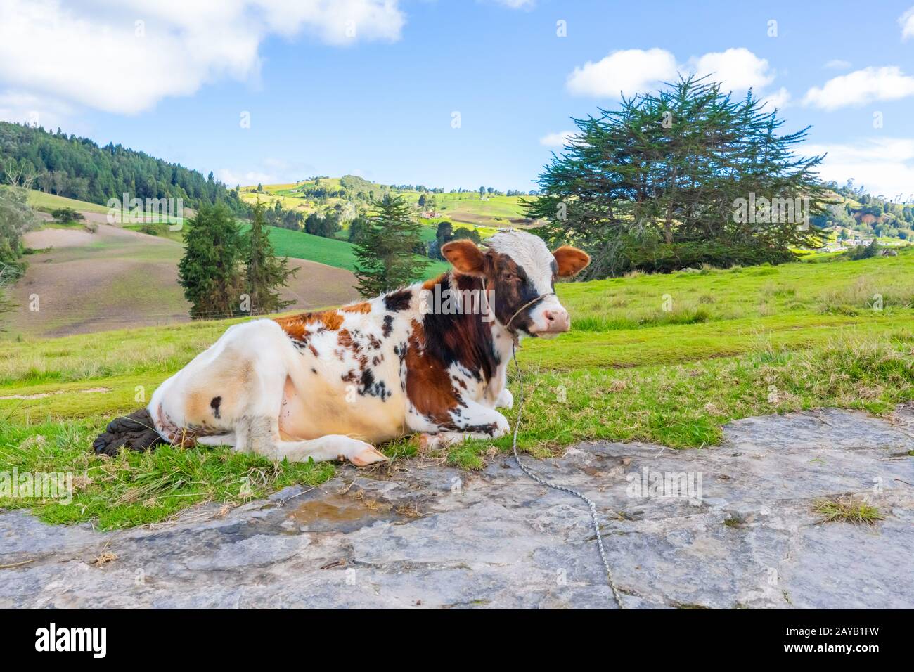 Tunja Colombia cow resting in the hills of the suburbs Stock Photo