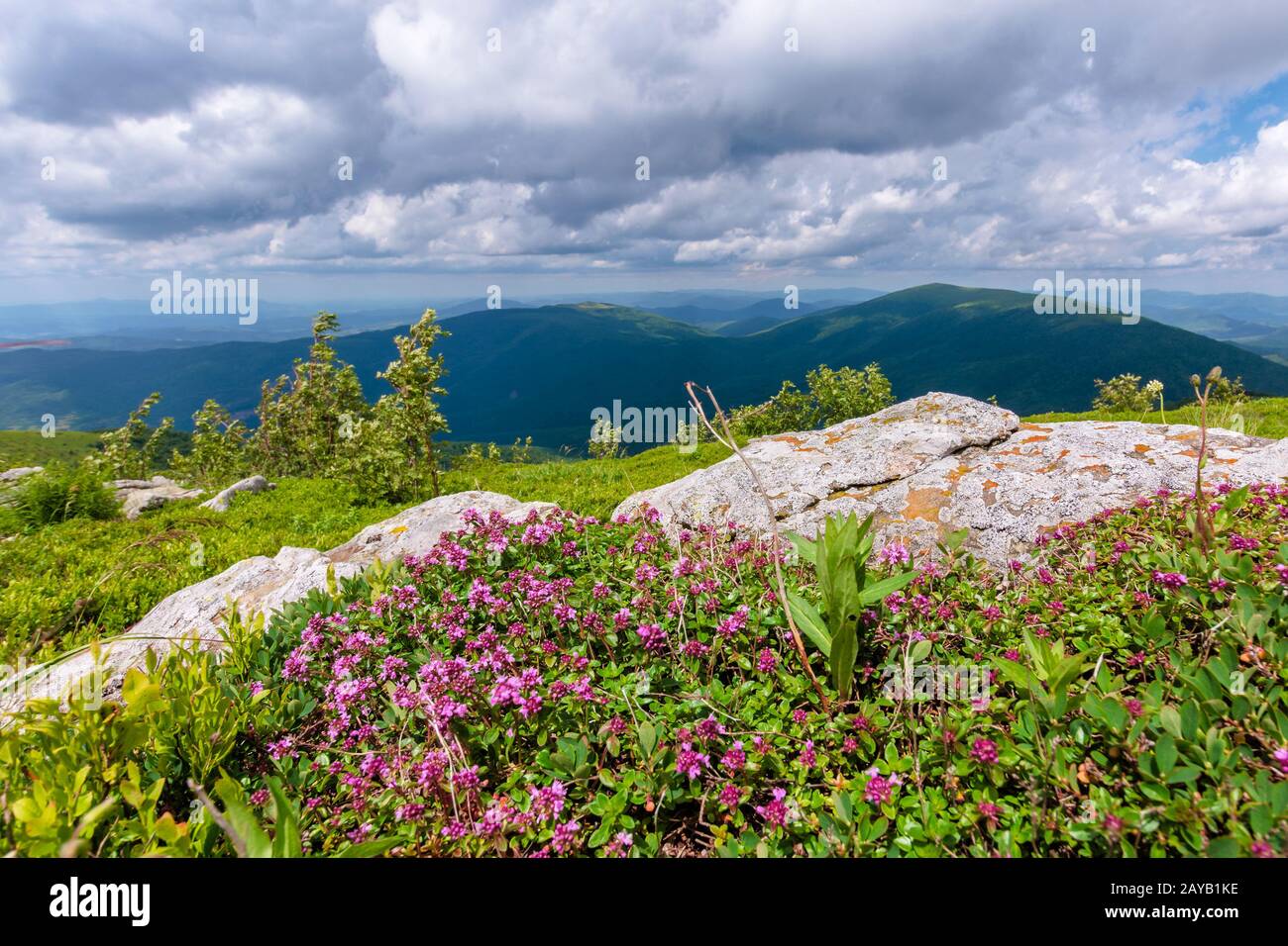 blooming wild herbs on the grassy hill. beautiful nature scenery of alpine meadows in carpathian mountains. summer weather with clouds on the blue sky Stock Photo