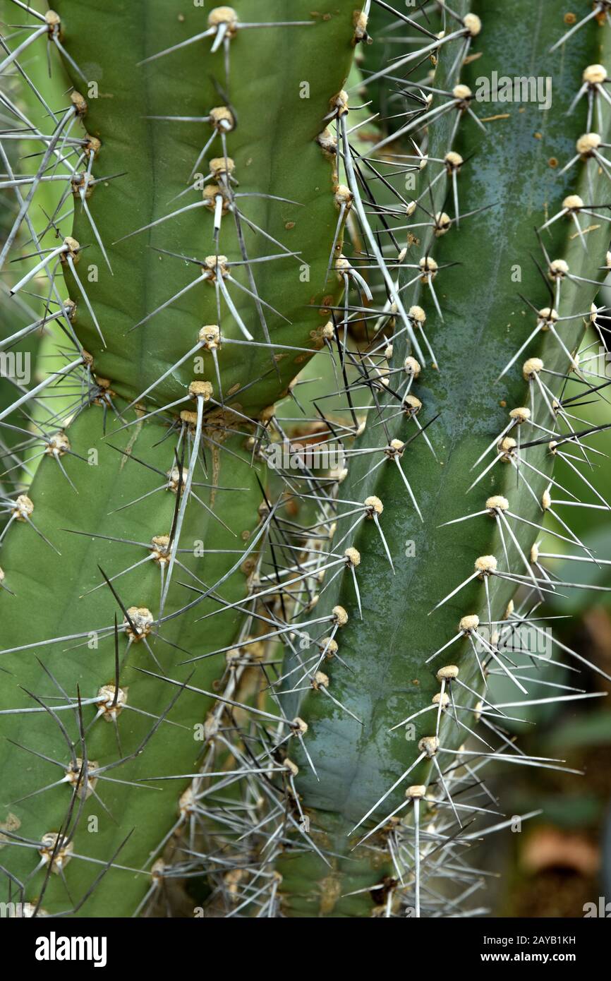 cactus, prickle Stock Photo
