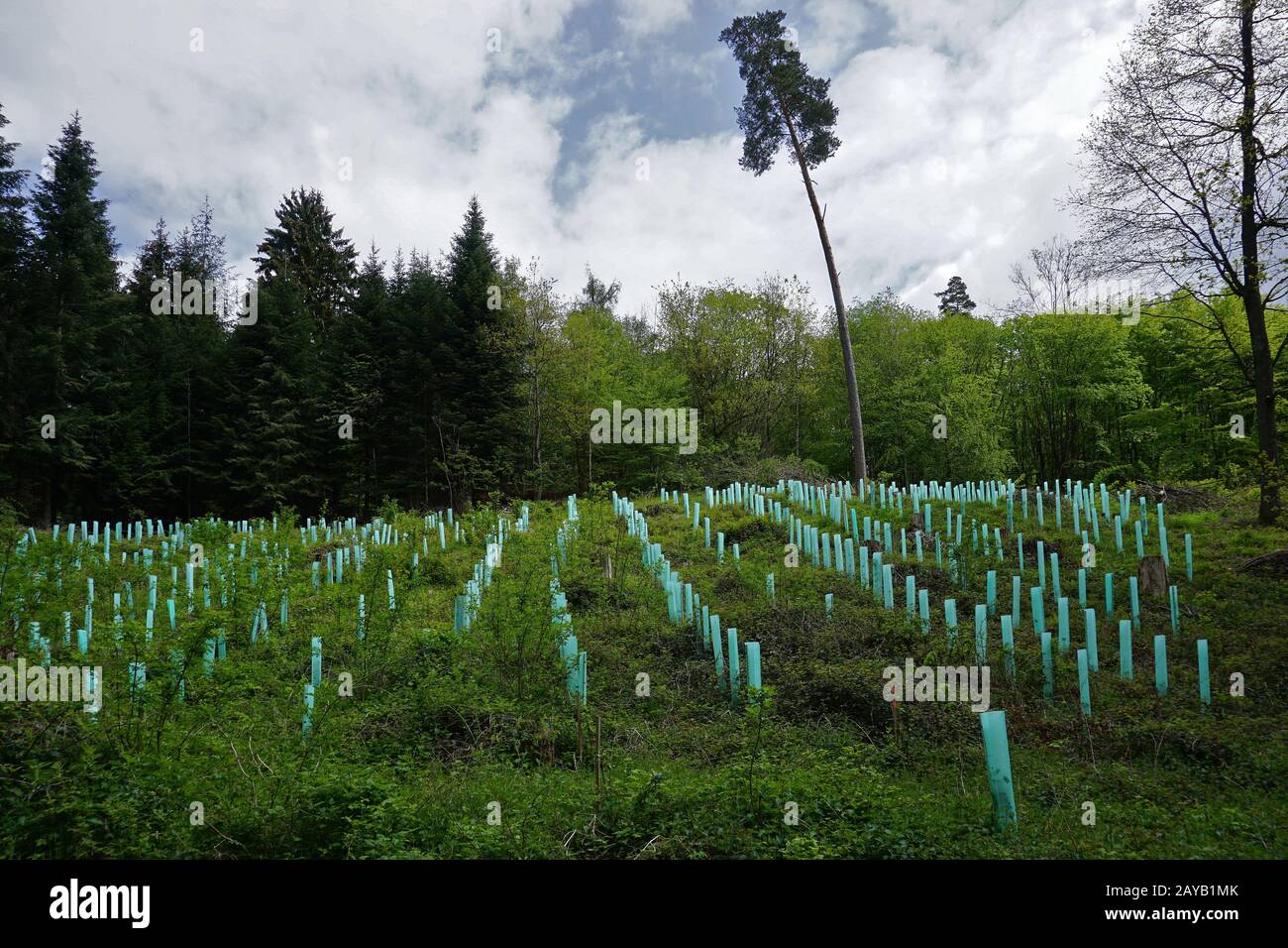 reforestation, reafforestation, afforestation Stock Photo