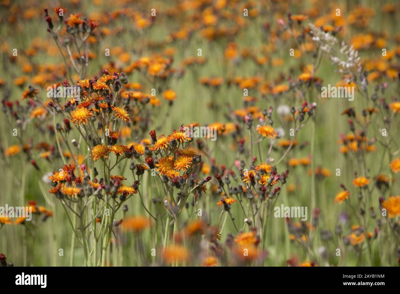 Meadow full of orange-red hawkweed (Hieracium aurantiacum) Stock Photo