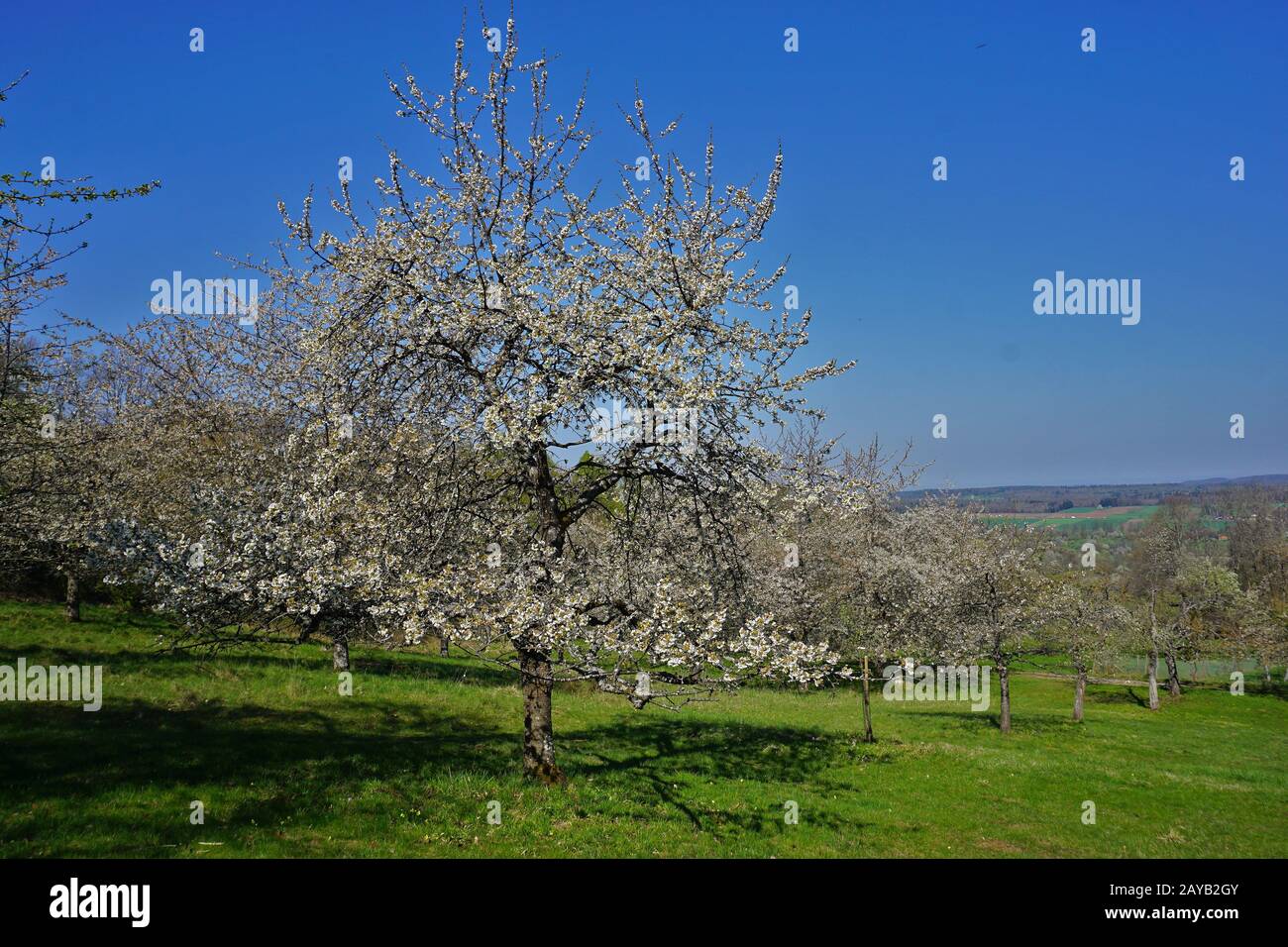 Cherry blossom orchard hi-res stock photography and images - Alamy