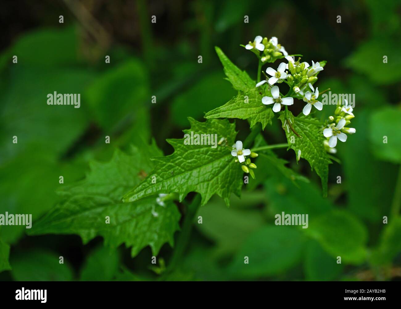garlic root, garlic mustard, hedge garlic, poor man's mustard Stock