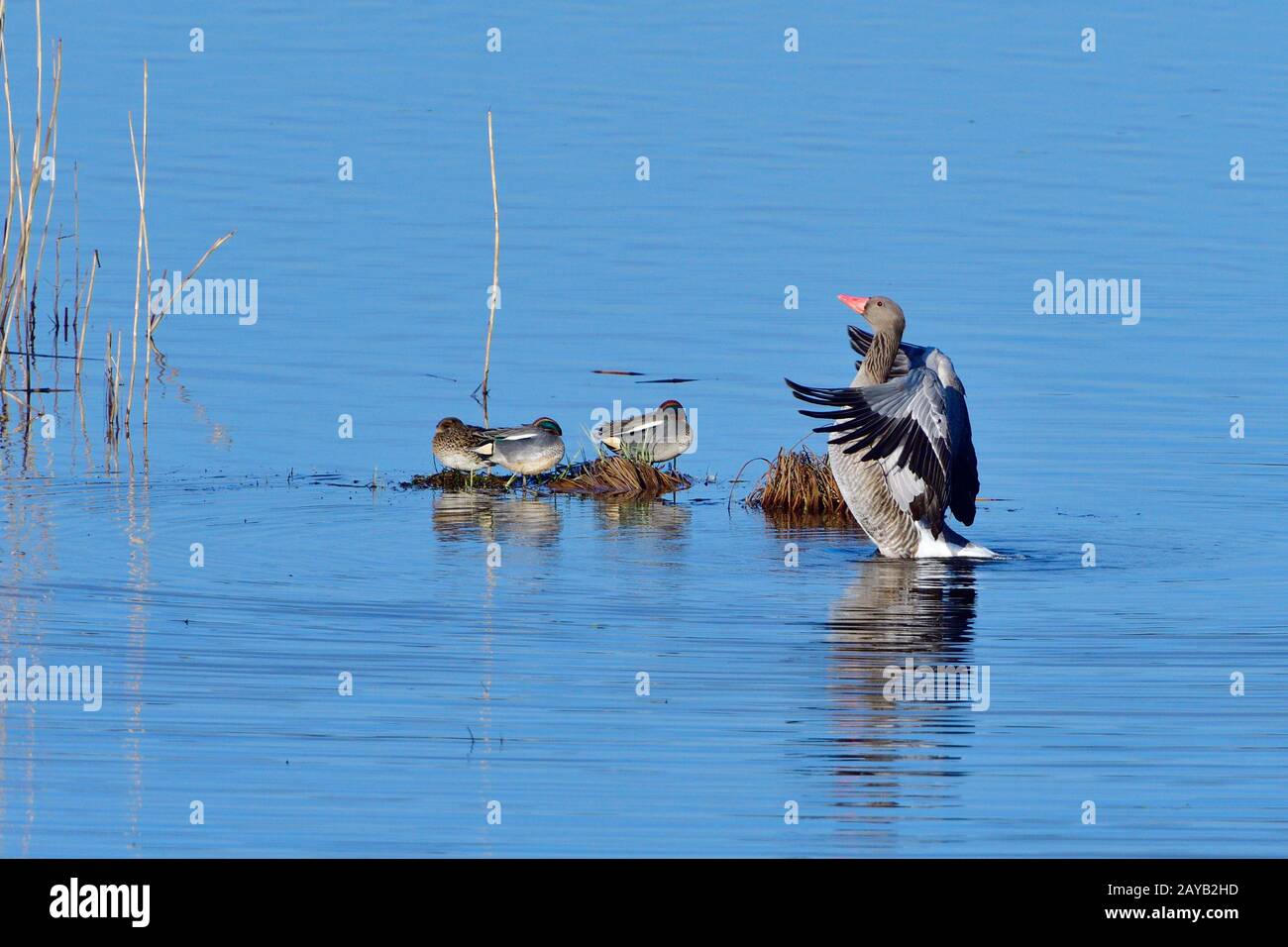 Greylag Goose and Teal Duck Stock Photo