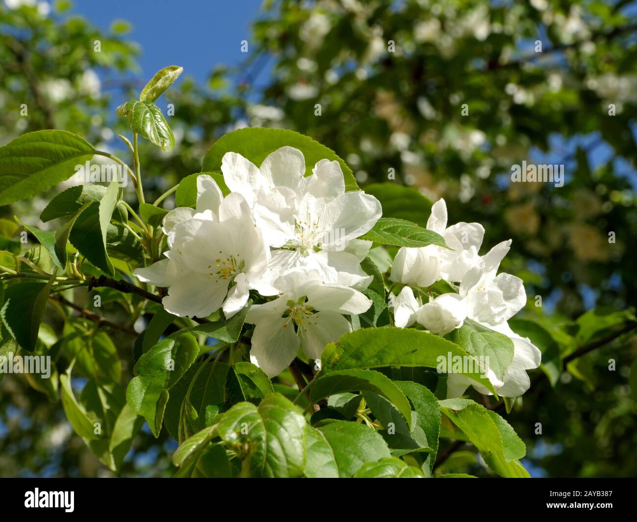 Big petal flowers hi-res stock photography and images - Alamy