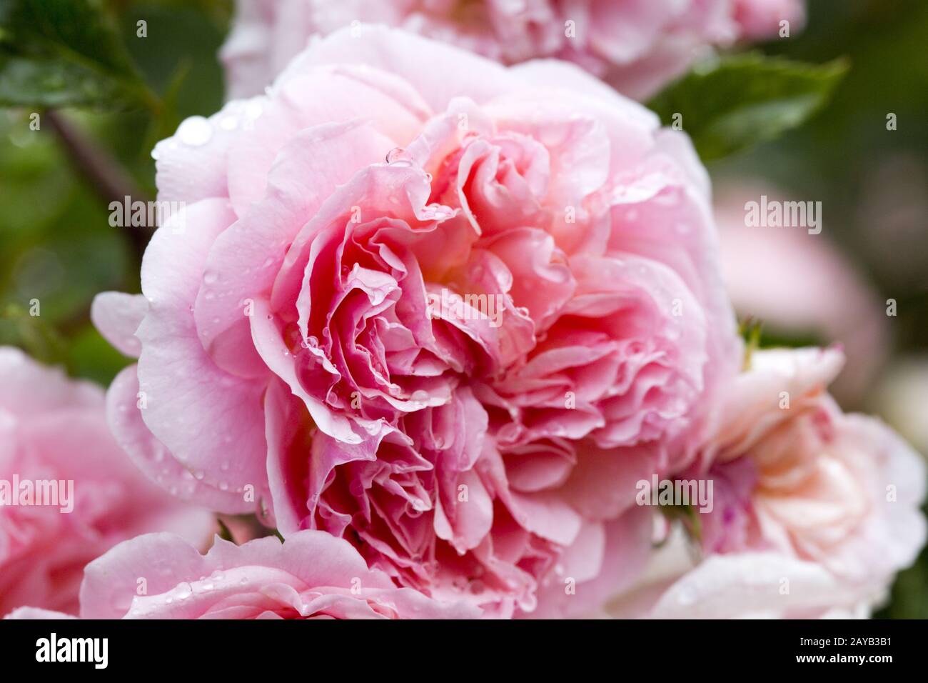 Flower splendour of a climbing rose Stock Photo