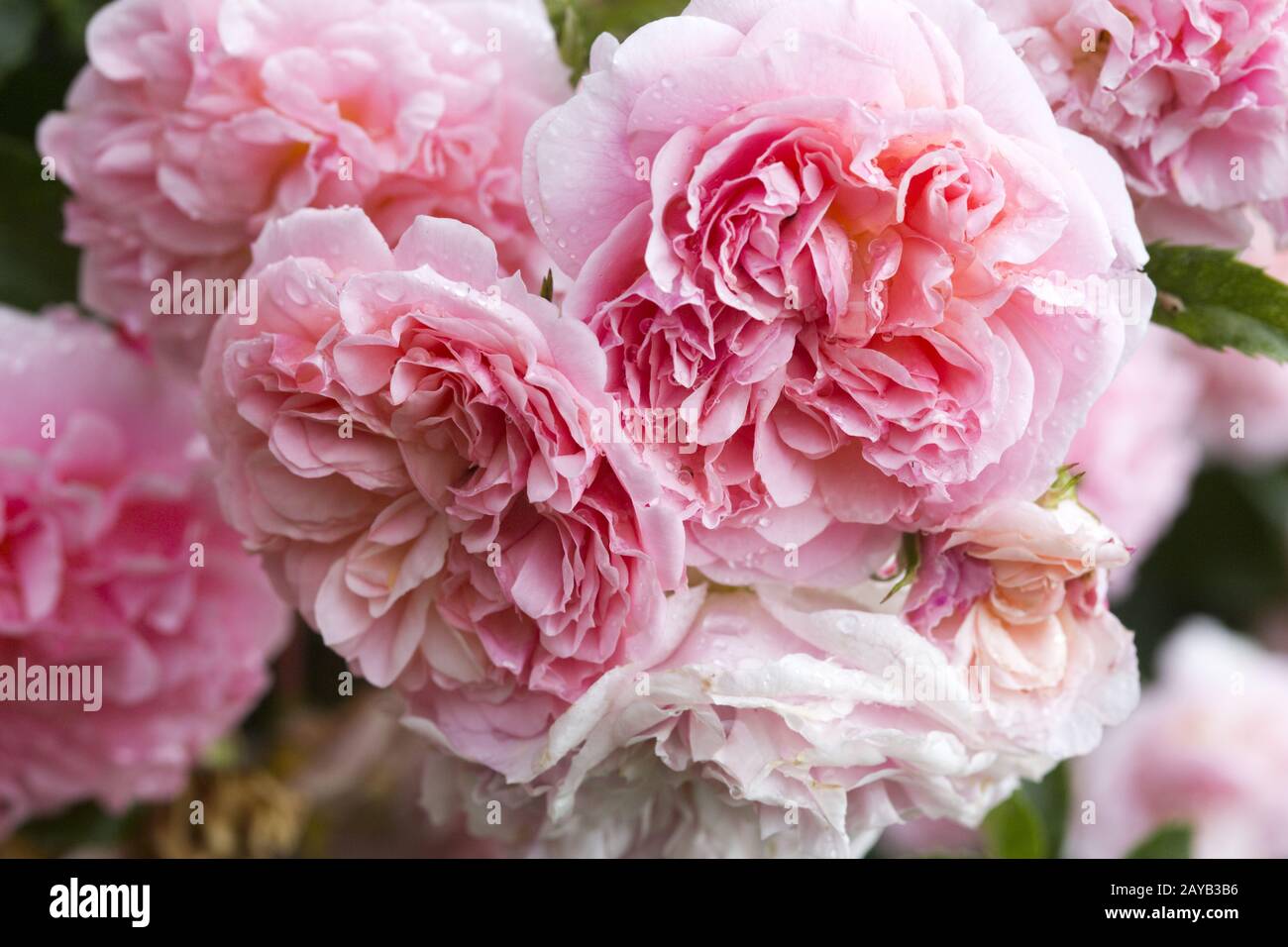 Flower splendour of a pink climbing rose Stock Photo