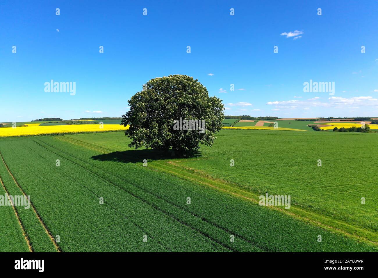 freestanding tree in front of blue sky Stock Photo