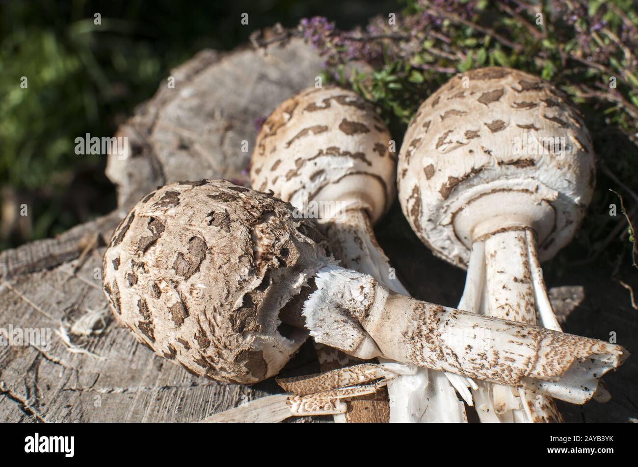 Young  parasol mushrooms and wild herbs on old wooden stump Stock Photo