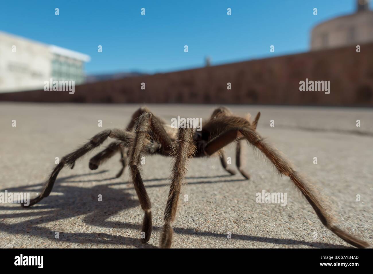 Tarantula in natural habitat, Theraphosidae at hoover dam nevada Stock
