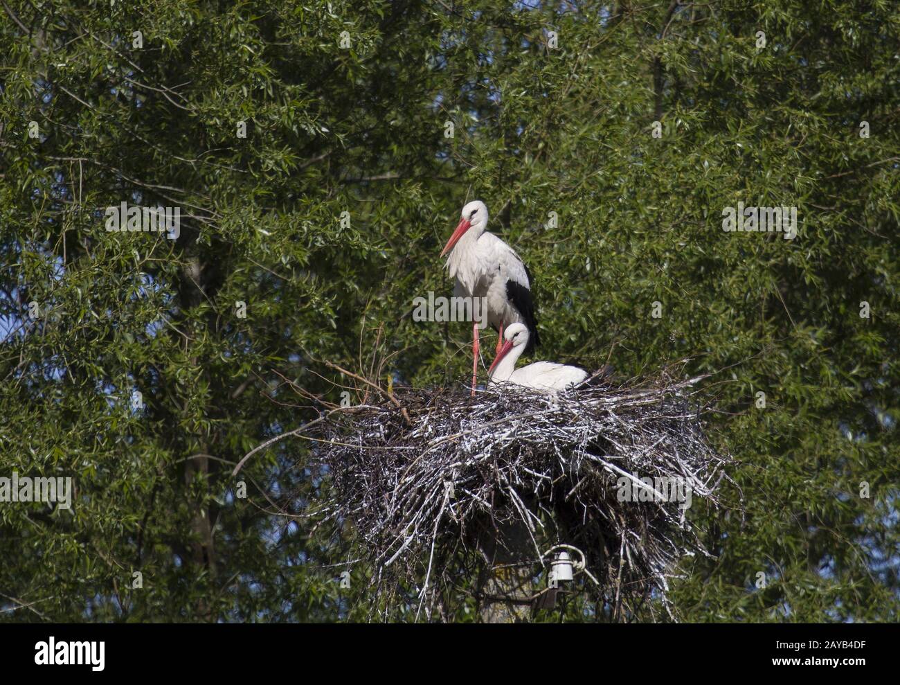 Ventės ragas, White Stork, Lithuania, Baltic States, East Europe Stock Photo