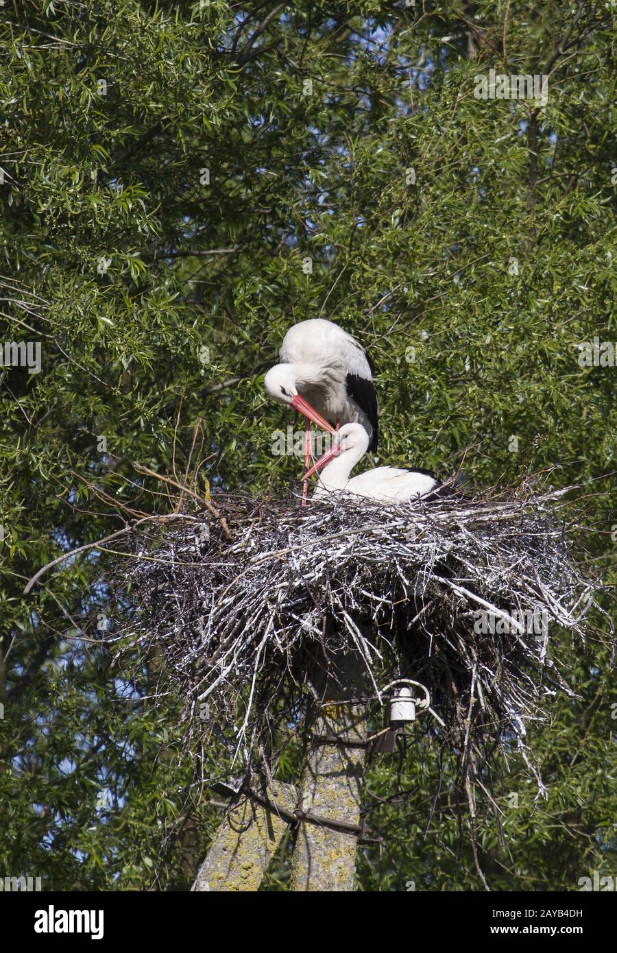 White Stork, Ventės ragas, Lithuania, East Europe, Baltic States Stock Photo