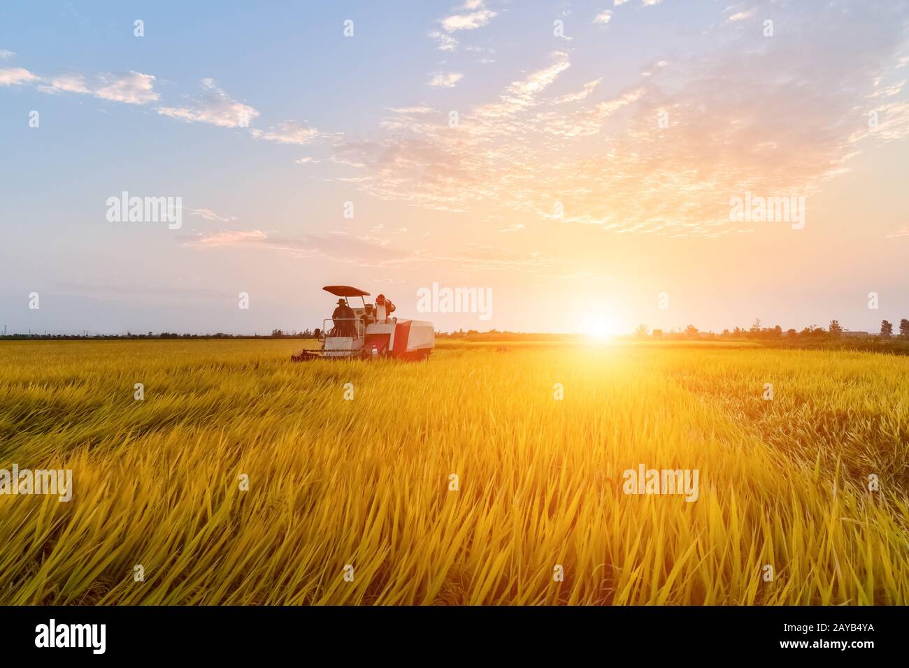 autumn rice paddy landscape Stock Photo