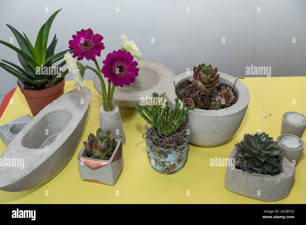 Gerbera and succulents planted decorative in handmade concrete shells - closeup floristry Stock Photo
