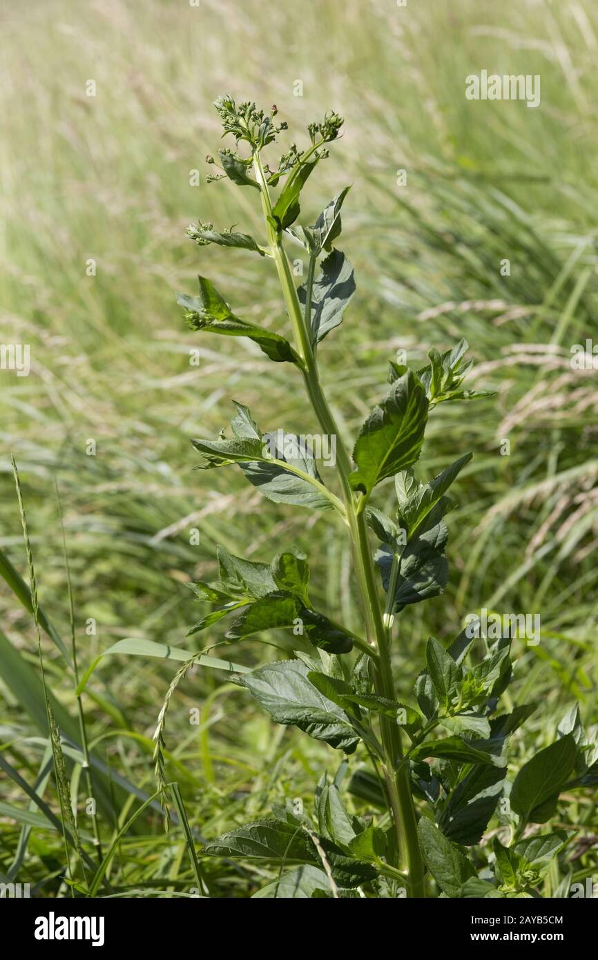 green figwort (Scrophularia umbrosa) - whole plant in the habitat Stock Photo