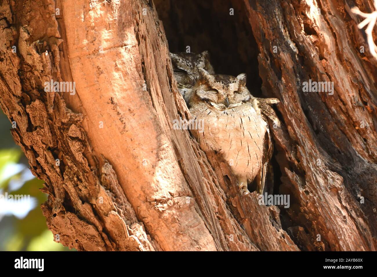 Pair of Indian Scops Owl resting and sleeping in Tree hole Stock Photo