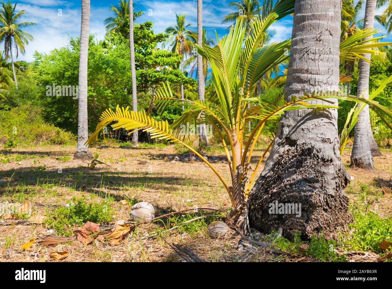 Young coconut palm tree sprout hires stock photography and images Alamy