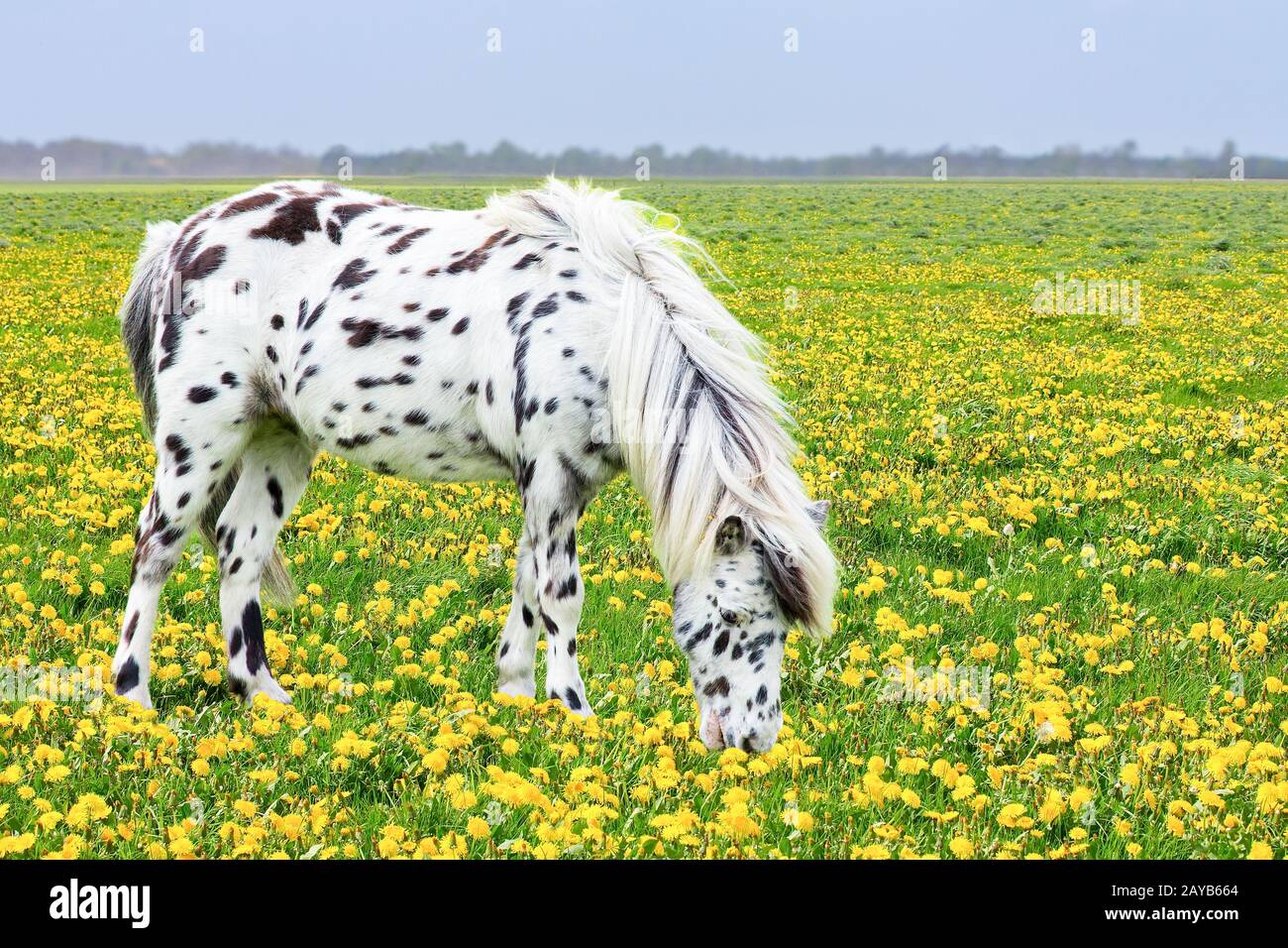 Spotted horse grazing in blooming flower meadow Stock Photo