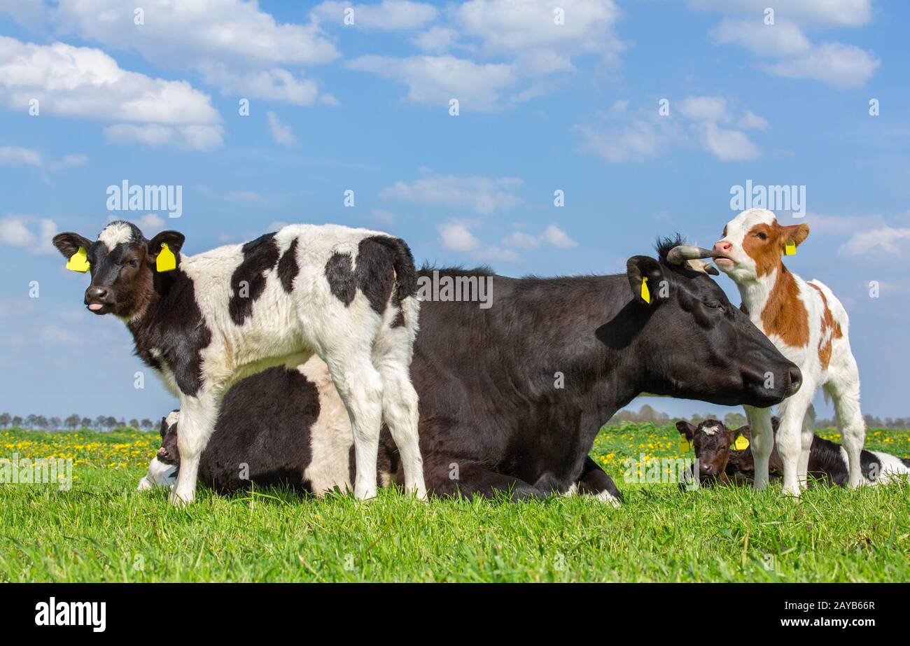 Mother cow with newborn calves in green meadow Stock Photo - Alamy