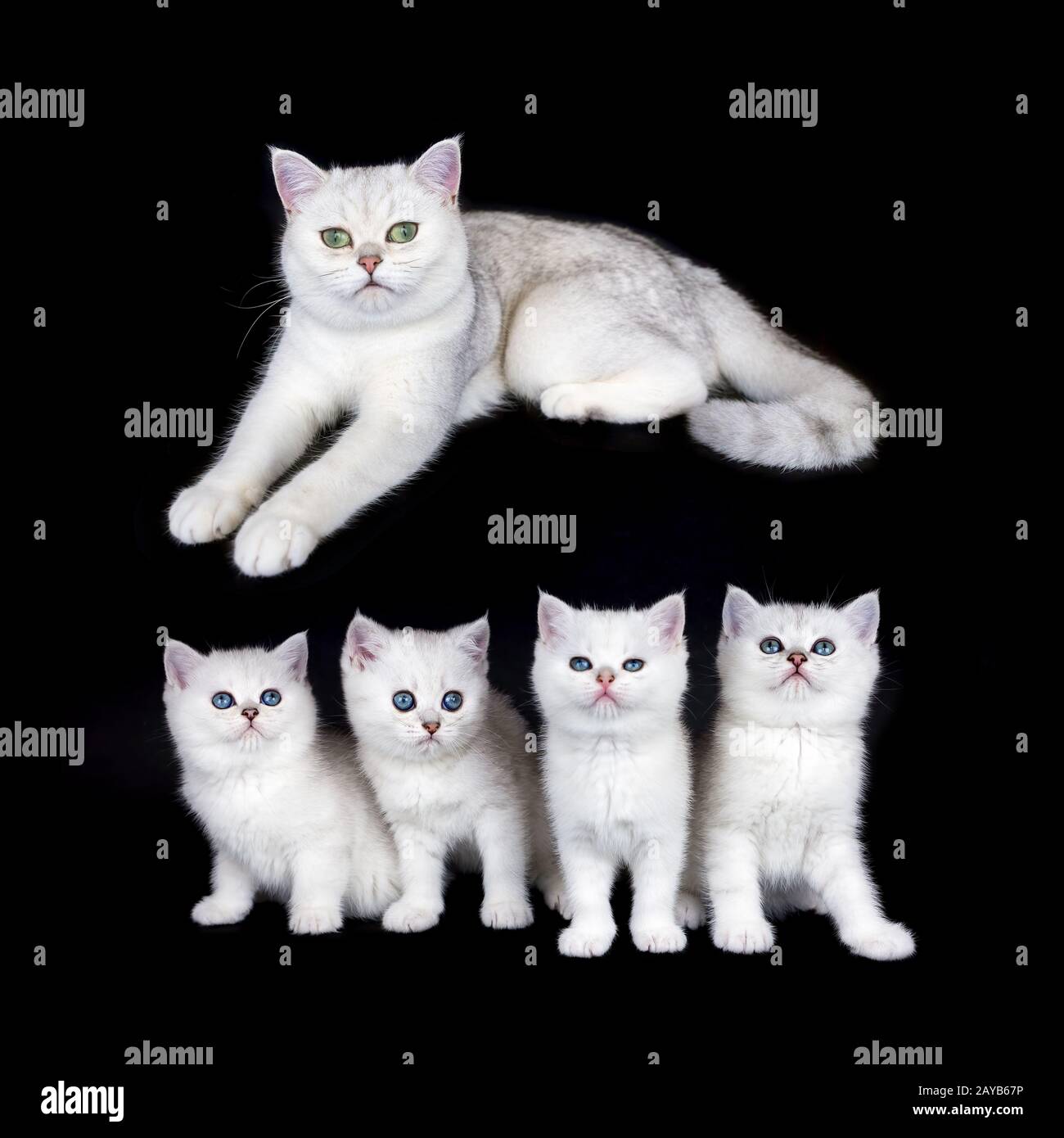 White mother cat with nest kittens on black background Stock Photo