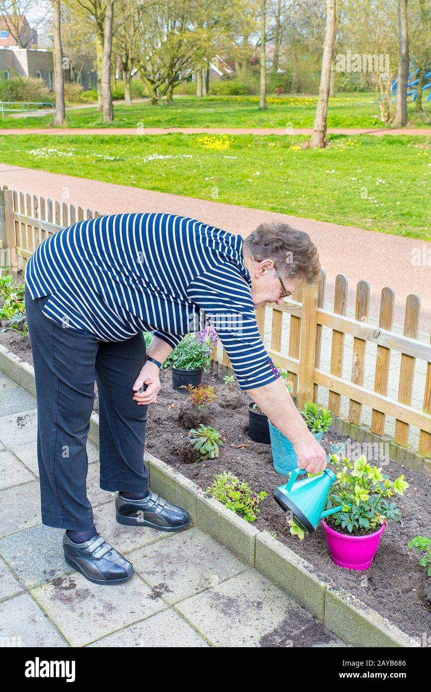 Senior woman pouring water at  plant with watering can Stock Photo