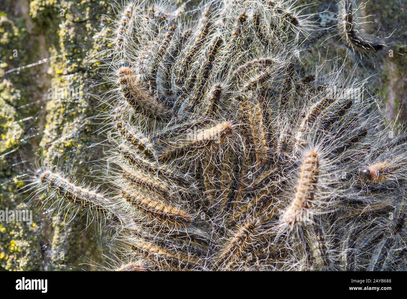 Nest of oak process caterpillars on oak tree Stock Photo