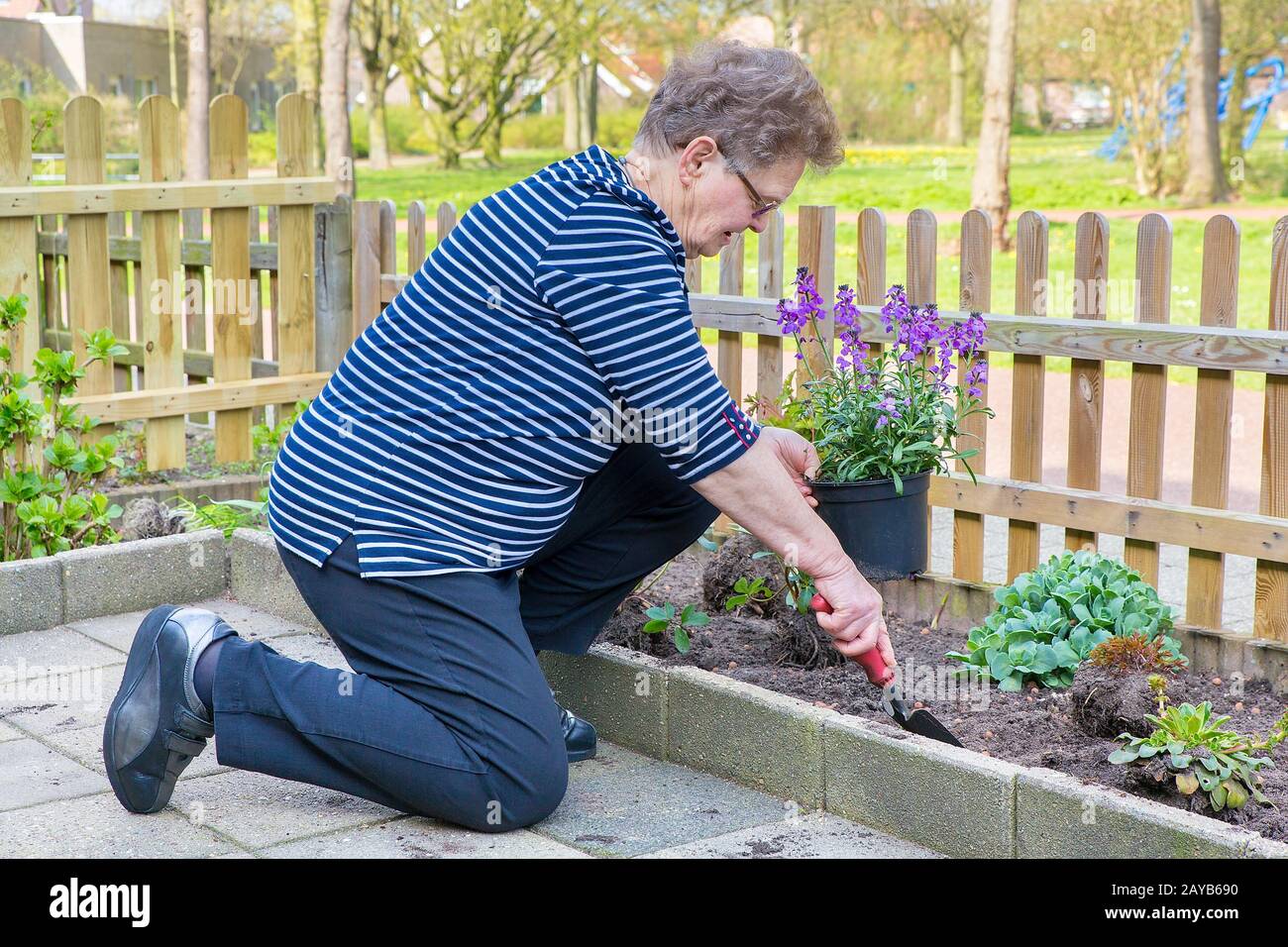 Caucasian senior woman planting pot plant in garden Stock Photo