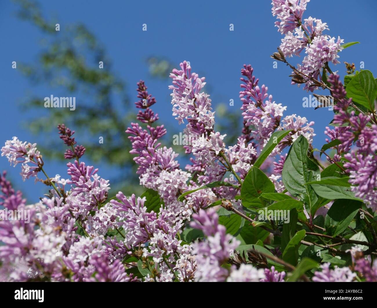 Ordinary spring hi-res stock photography and images - Alamy