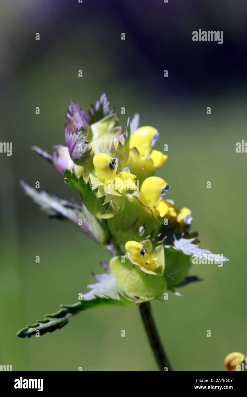 Narrow-Leaved Yellow-Rattle  (Rhinanthus serotinus) - Inflorescence Stock Photo