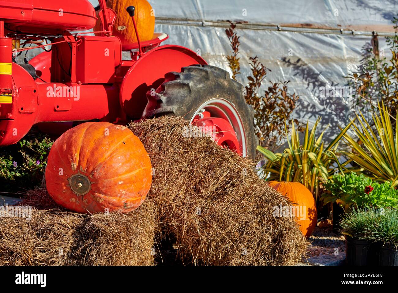 Pumpkins on a farm near very old tractor Stock Photo - Alamy