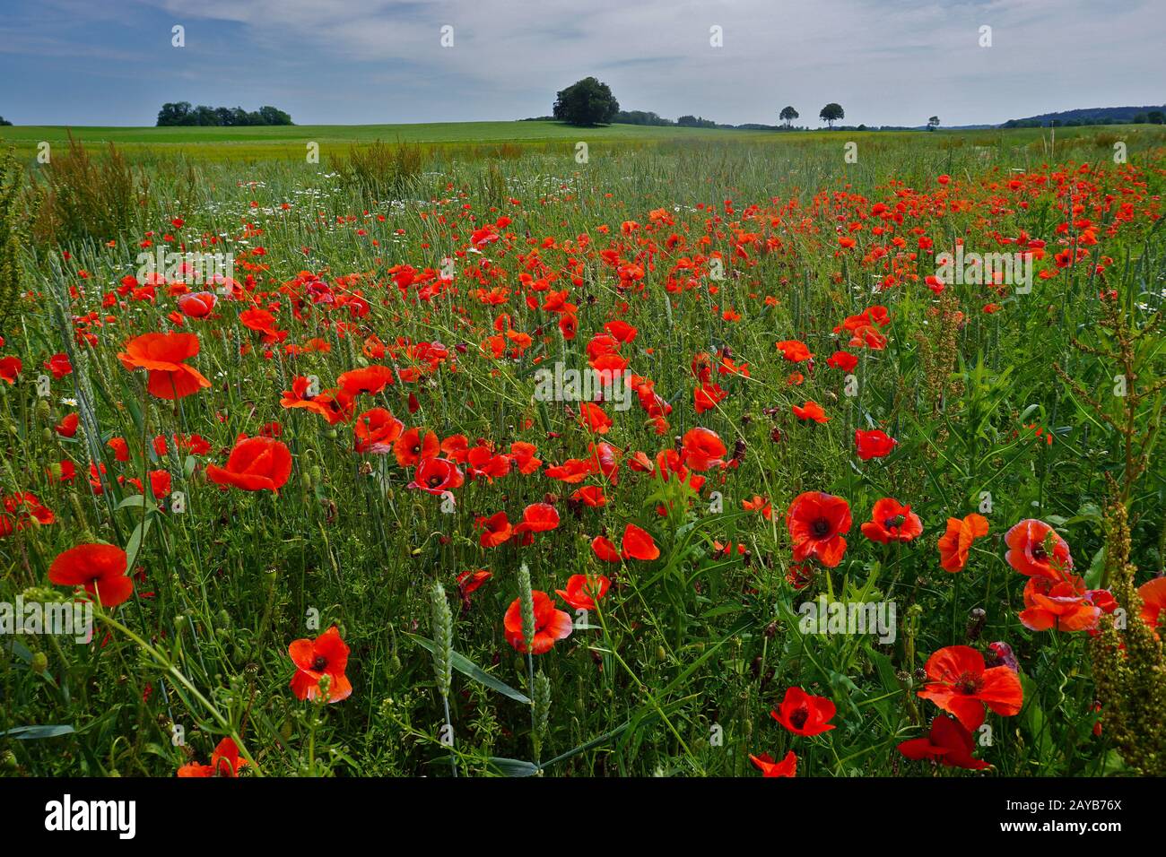 corn rose, field poppy, red poppy on the Swabian Alb, Stock Photo