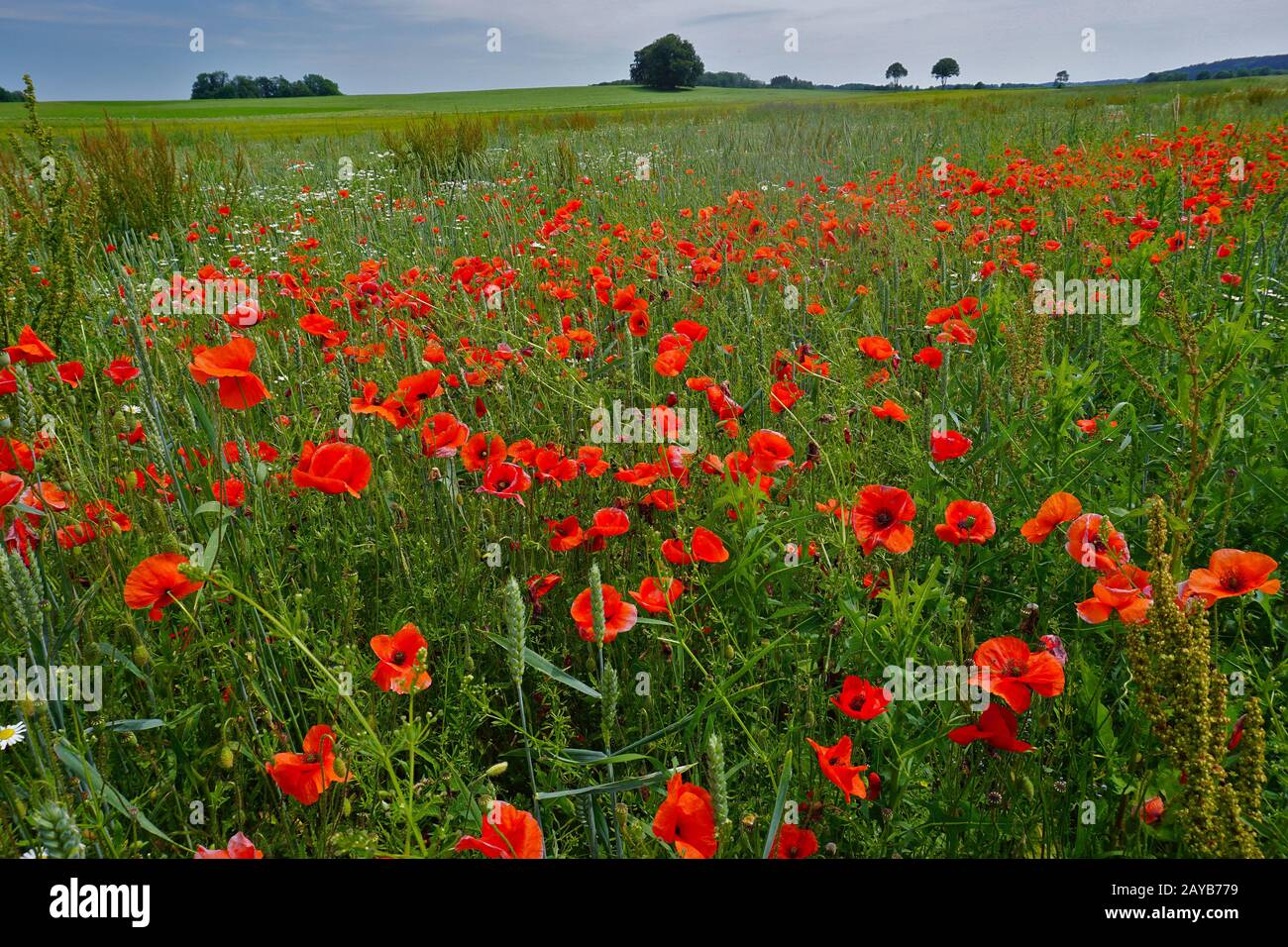 corn rose, field poppy, red poppy on the Swabian Alb, Stock Photo
