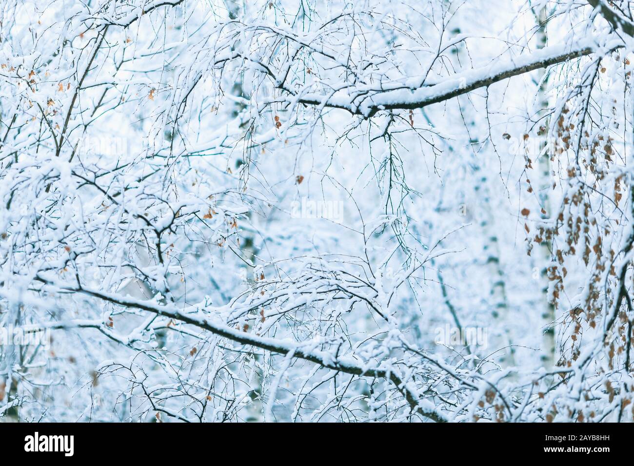 Beautiful snowy forest hi-res stock photography and images - Alamy
