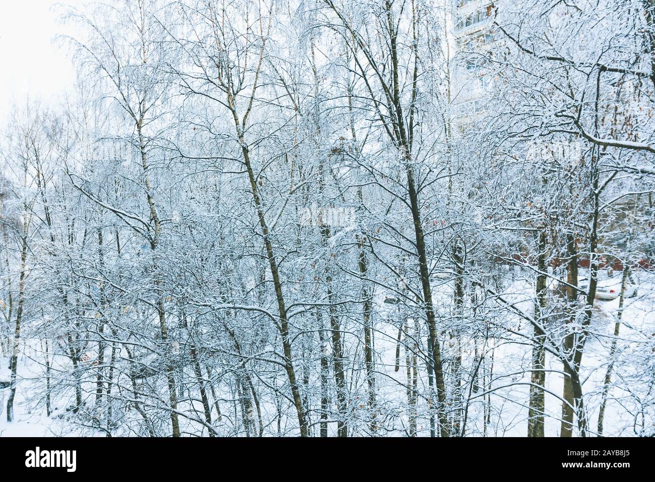 Winter snowy day in a beautiful at the edge of the forest Stock Photo