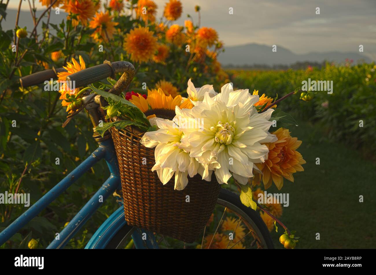 Dahlias in a basket Stock Photo