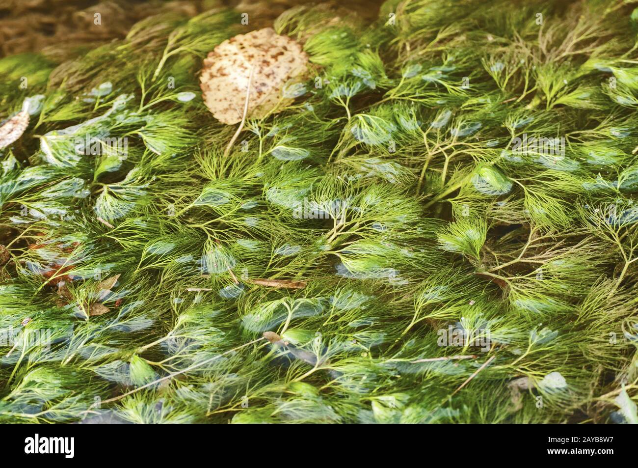 Submerged freshwater algae plant blooming in small river closeup as natural background Stock Photo