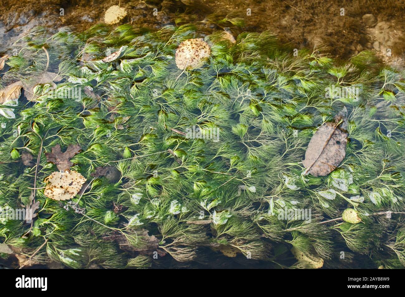 Submerged freshwater algae plant blooming in small river closeup as natural background Stock Photo