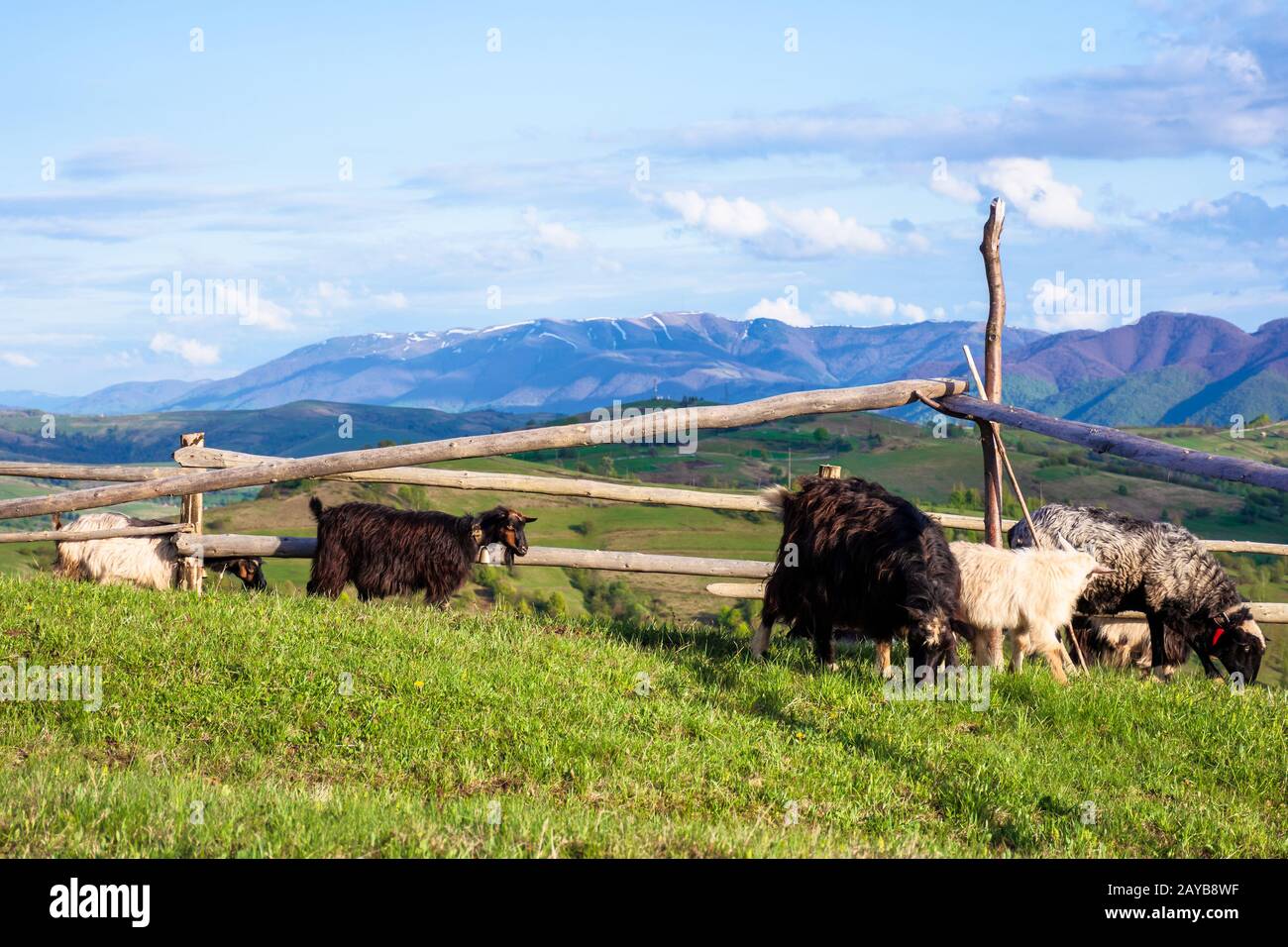 herd of goats on the alpine meadow in spring. beautiful rural scenery in evening light. mountain ridge in the distance. wonderful sunny weather with f Stock Photo