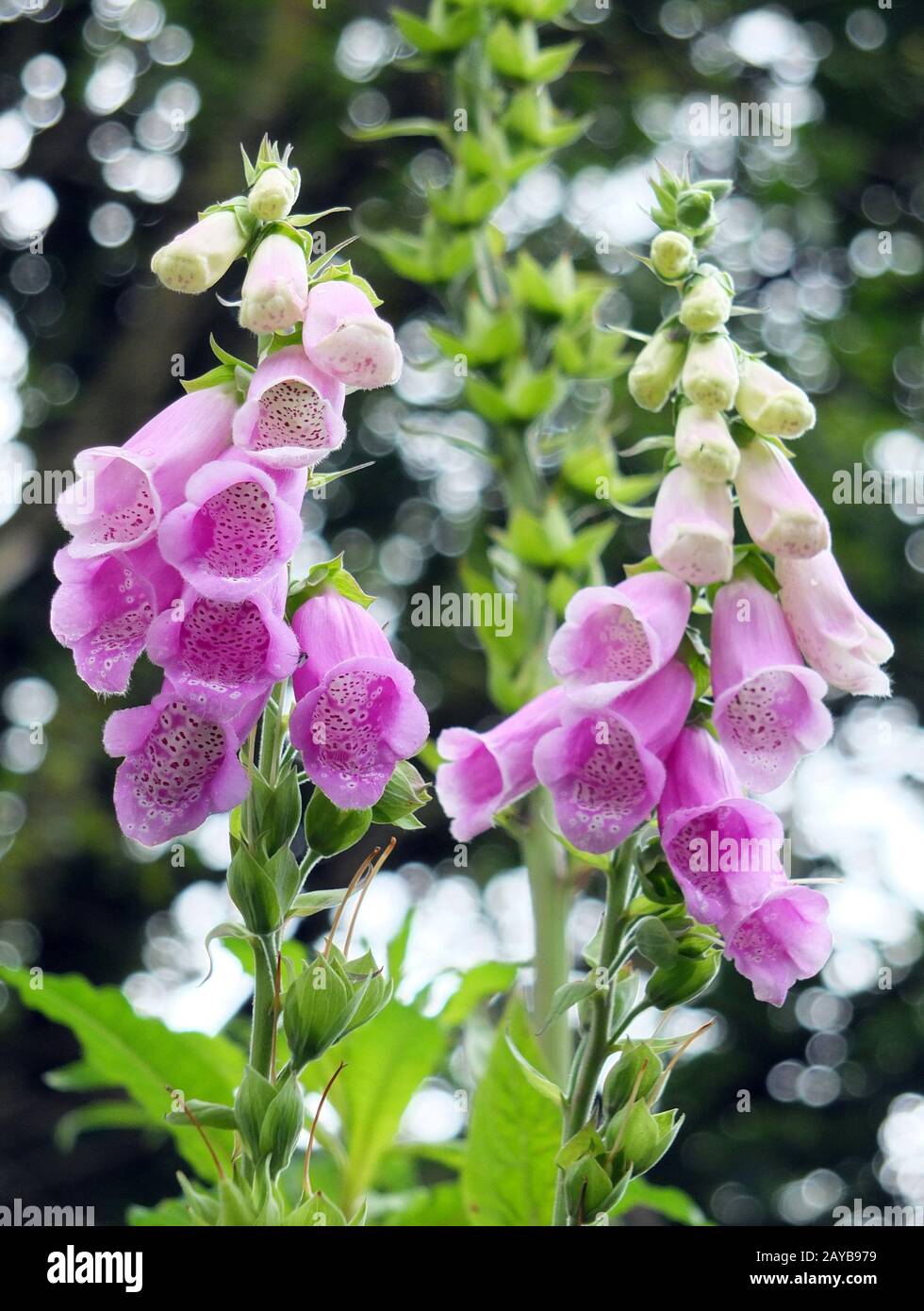 Pink and white foxgloves hi-res stock photography and images - Alamy