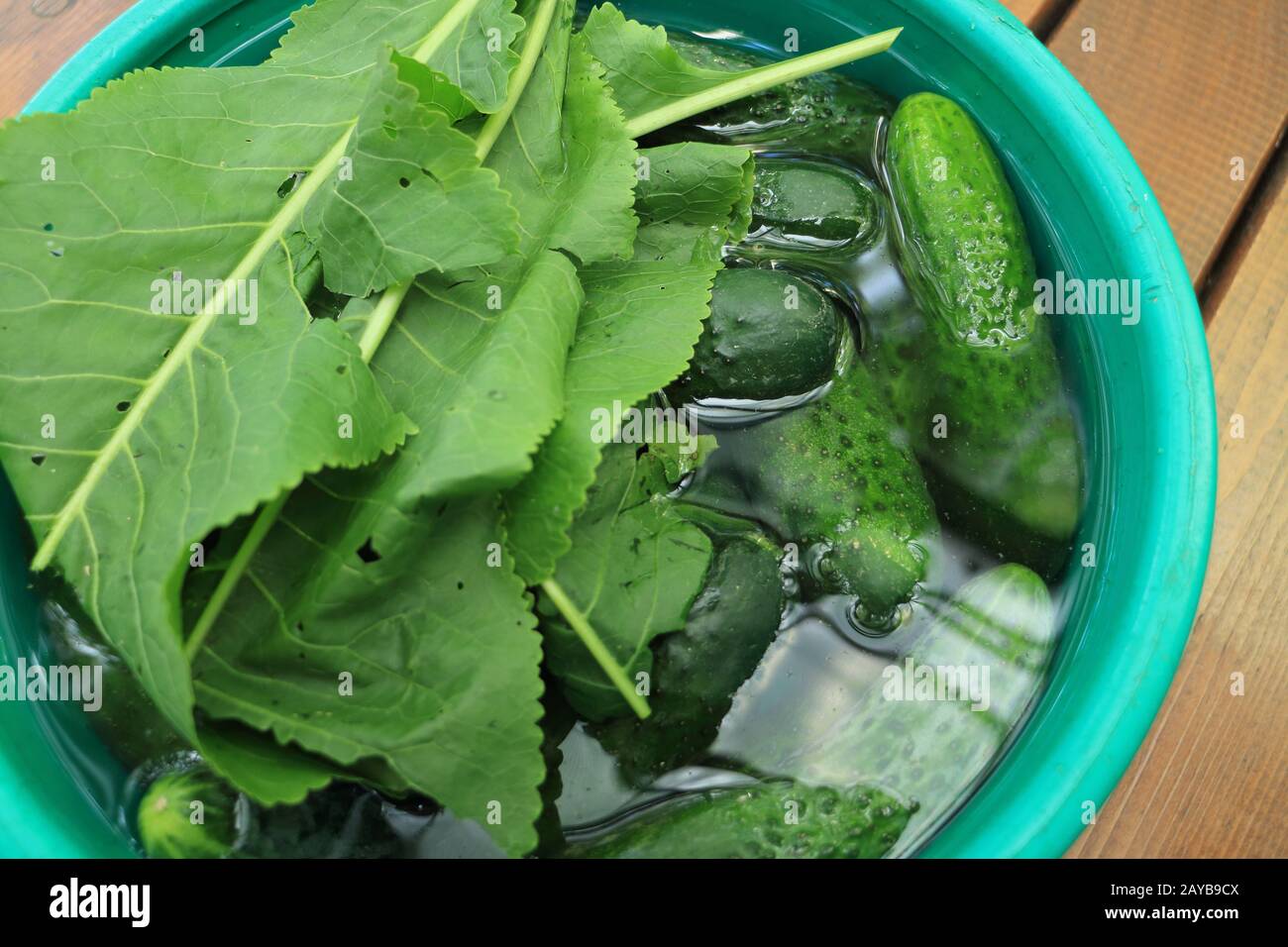 fresh pimply cucumbers soaked in water before salting Stock Photo Alamy