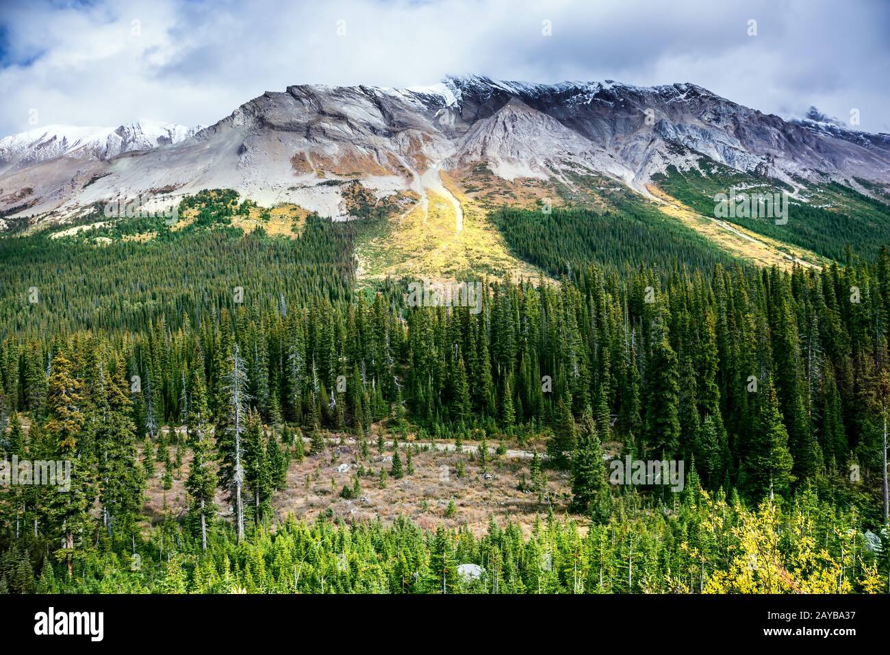 Deciduous coniferous tree hires stock photography and images Alamy