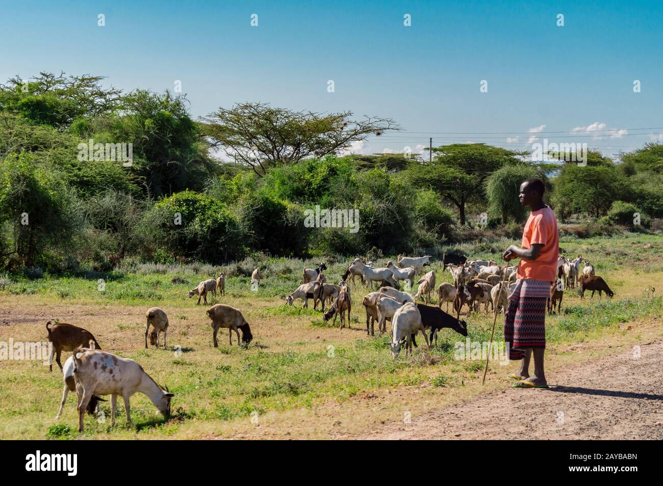 Kenya.2019 year. janvier 2.Masai shepherdess with goats Stock Photo