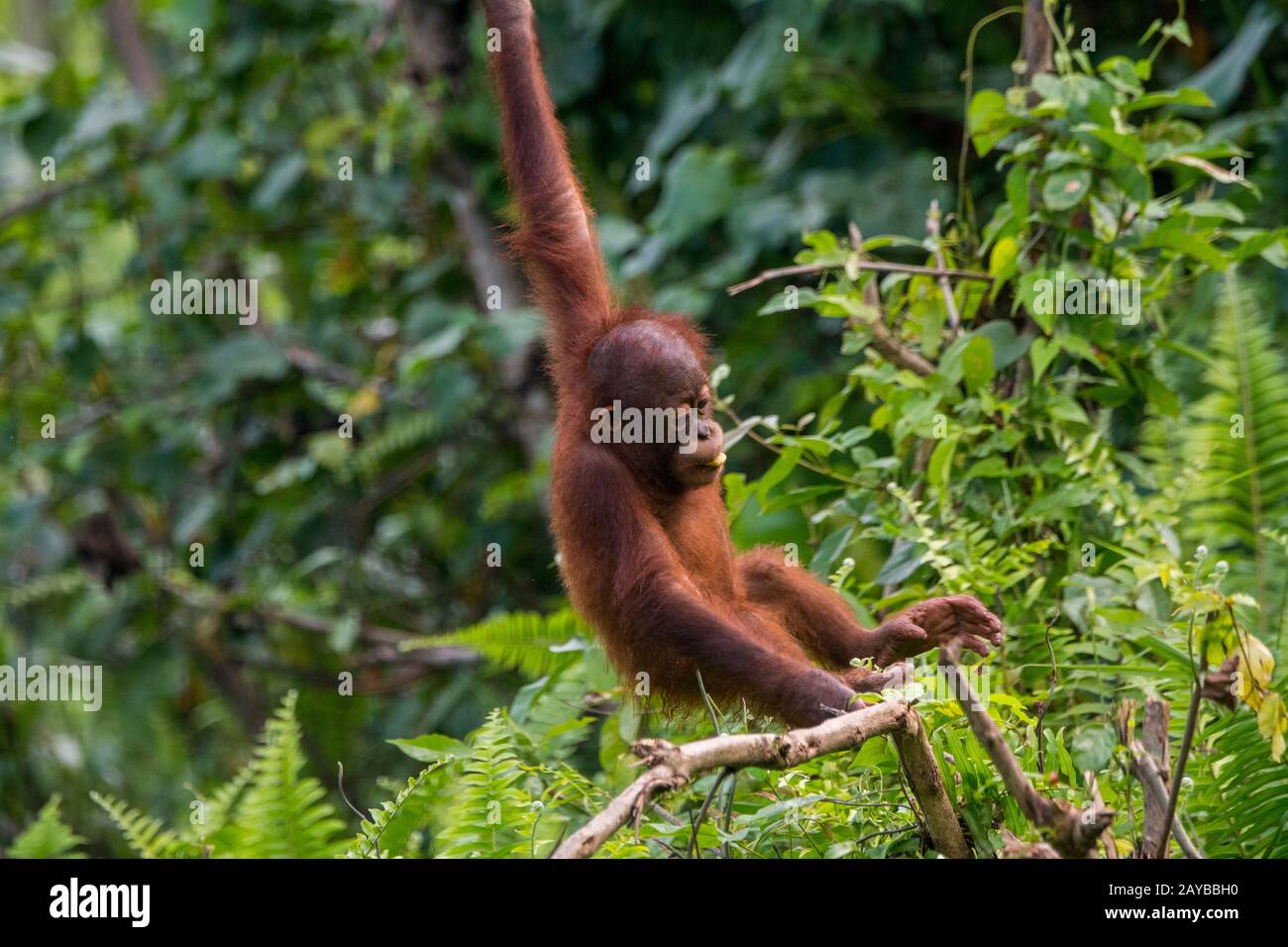 A playful 2 year old baby boy Orangutan (Pongo pygmaeus) on an Orangutan Island (designed to help the orangutans in their rehabilitation) at Samboja n Stock Photo