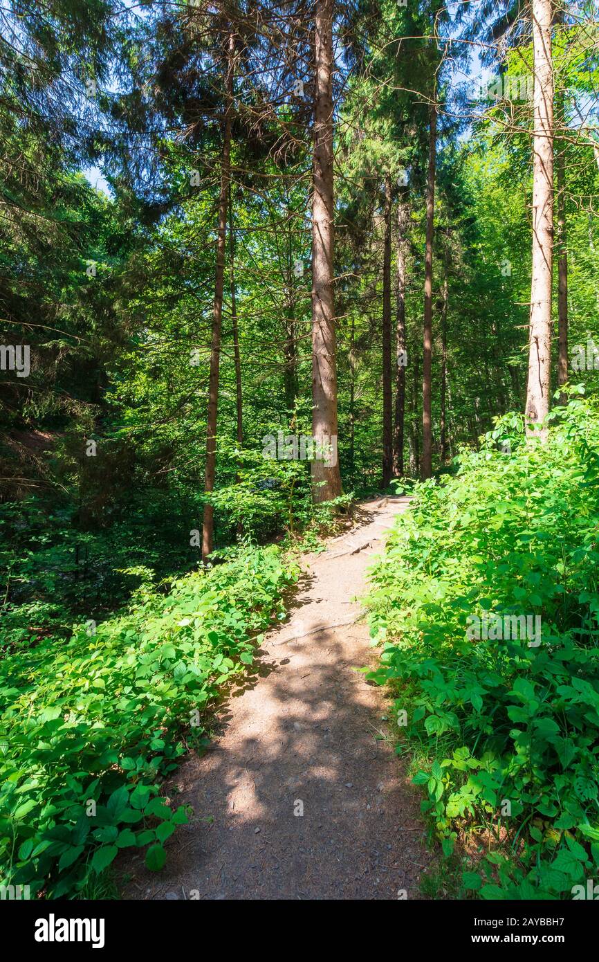 forest trail on the hillside. beautiful nature scenery with beech trees on a sunny day Stock Photo