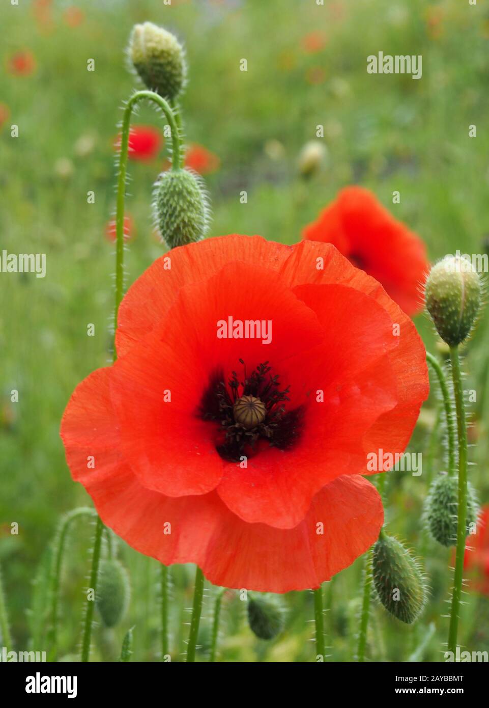the flower of a red common poppy with buds with a blurred summer meadow background Stock Photo