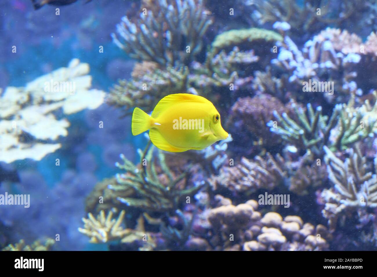 Close up of under water yellow color sea fish Stock Photo - Alamy