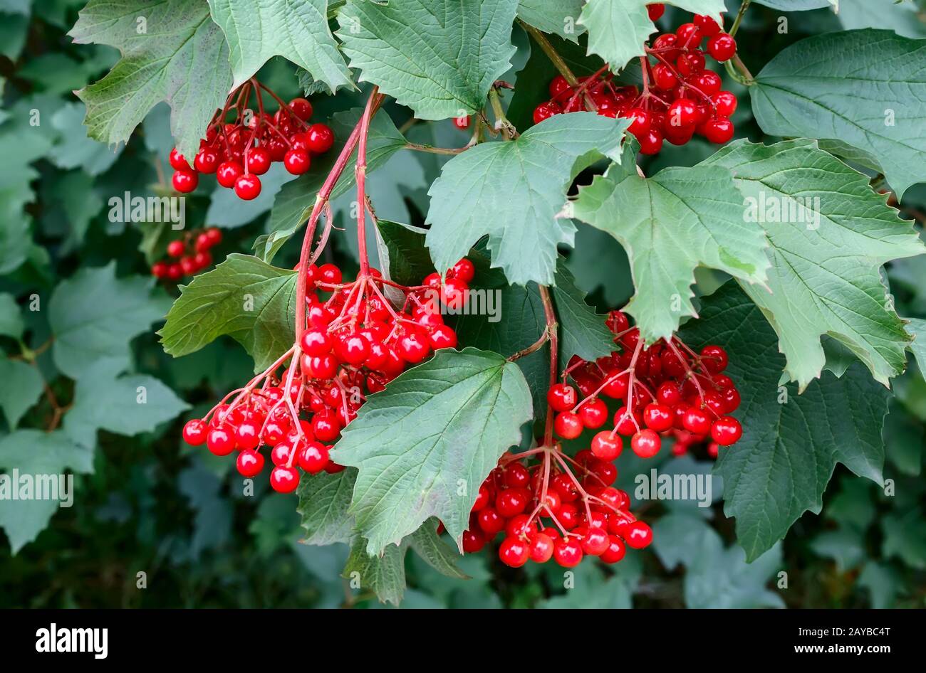 Viburnum berries on the branches of a Bush Stock Photo - Alamy