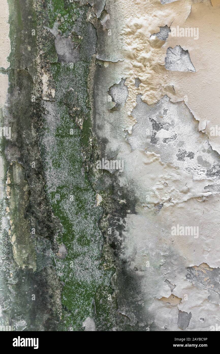 Mold and peeling paint on wall Stock Photo Alamy