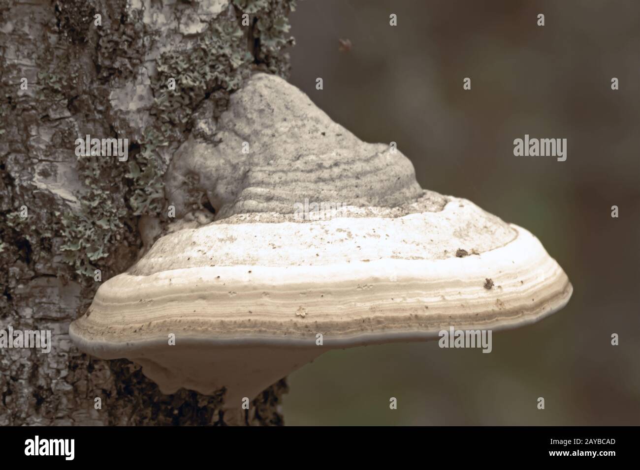The tinder fungus mushroom growing on birch Stock Photo