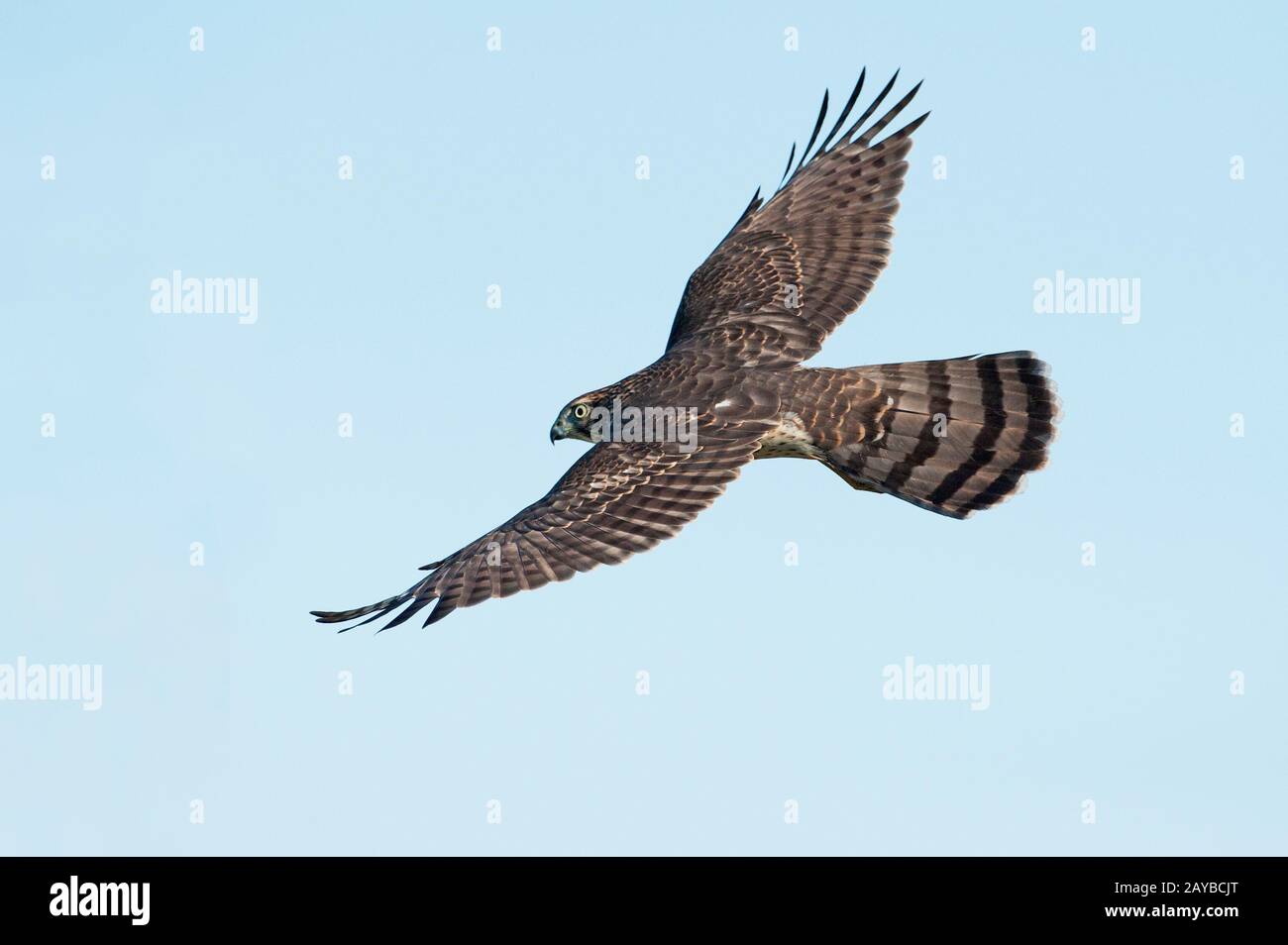 Juvenile Cooper's hawk in flight Stock Photo - Alamy
